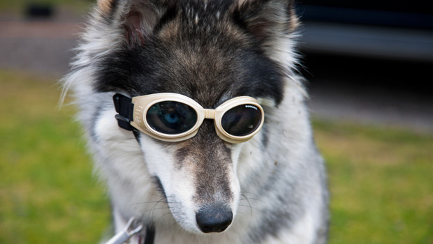 girisimcilik-urunu-Doggles