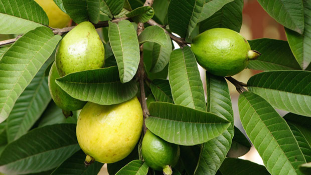 guava ağacı