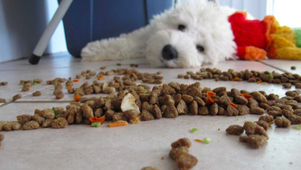 Köpek Maması Tadıcılığı Mesleği