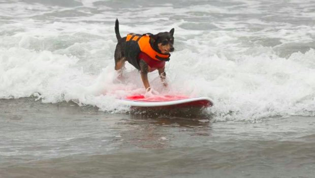Köpeklere Sörf Eğiticiliği Mesleği
