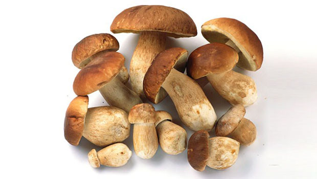 porcini-mantari